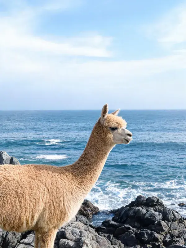 海岸岩石旁羊驼的毛发特写