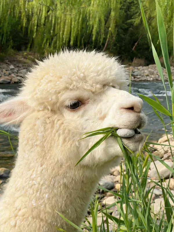 羊驼啃食草叶溪边近景