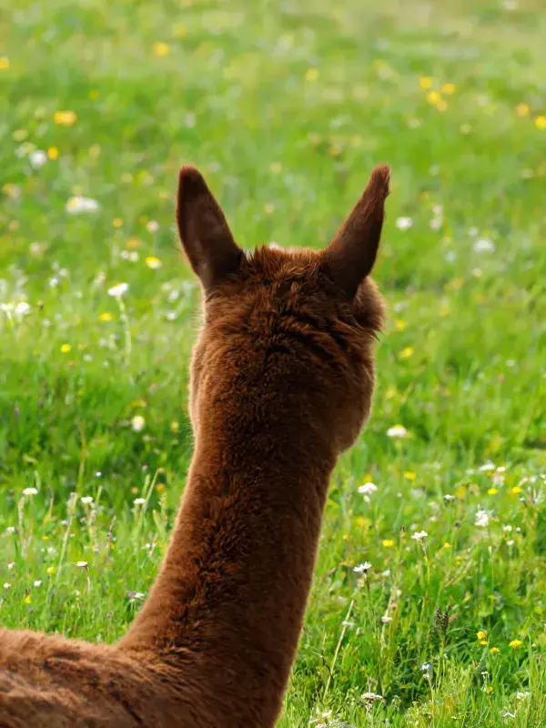 野花草地中羊驼幼崽的后脑勺特写