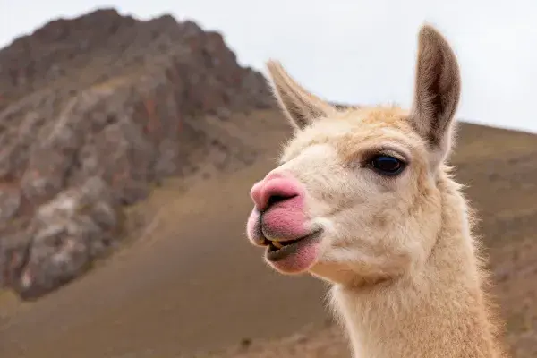 羊驼头部特写于山地环境中