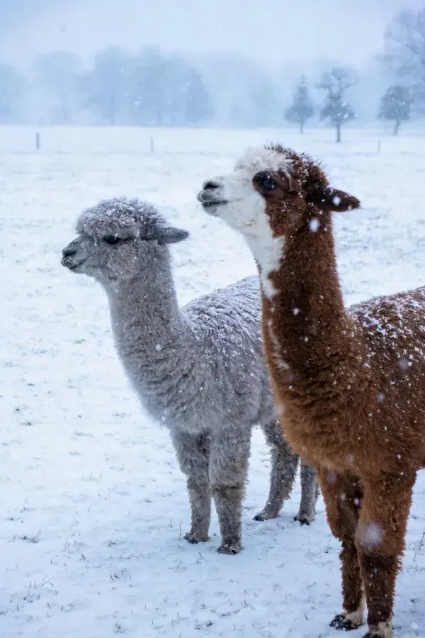 雪地中棕白与灰色羊驼相伴的冬日景象
