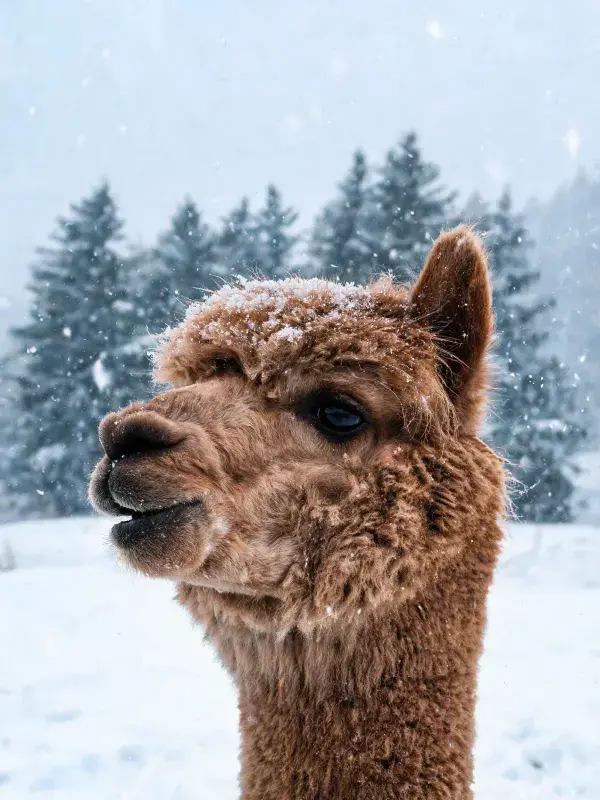 雪地中带雪的羊驼特写