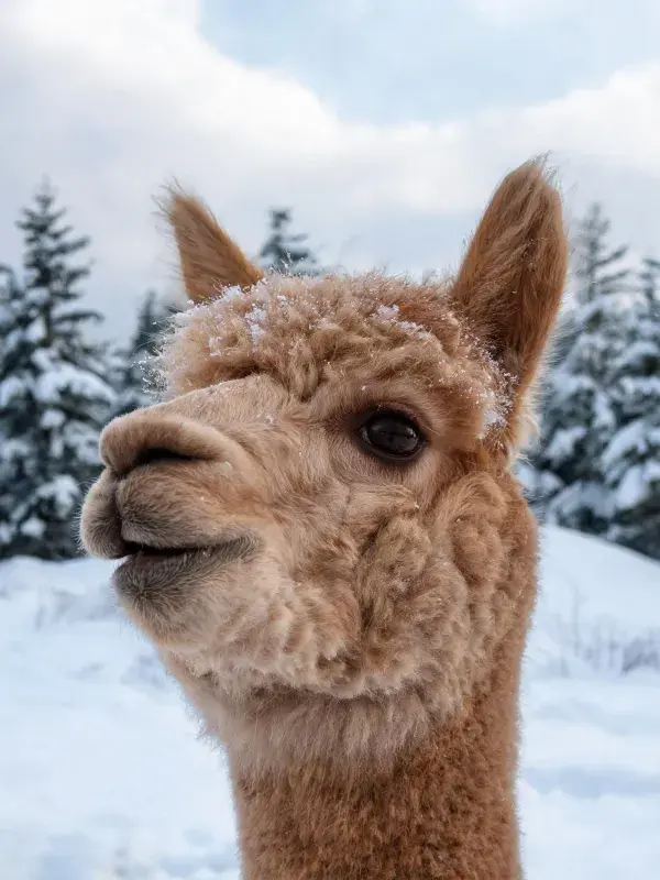 雪地环境中浅棕色羊驼特写