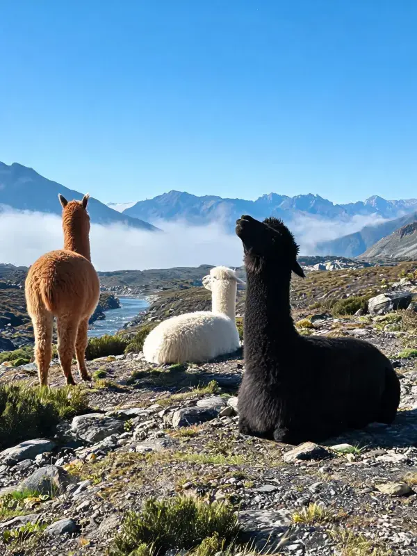 青山峡谷间三只羊驼休憩场景