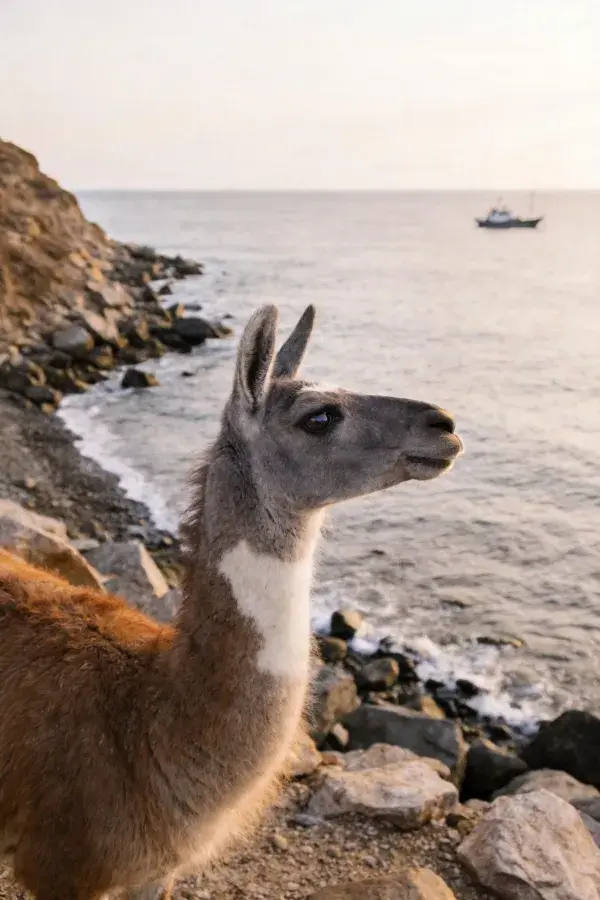 靠近海岸的美洲驼张望海面瞬间