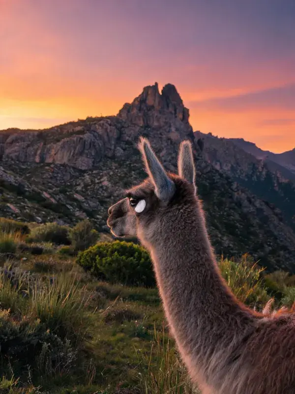 山地岩石间暖色调下的美洲驼特写