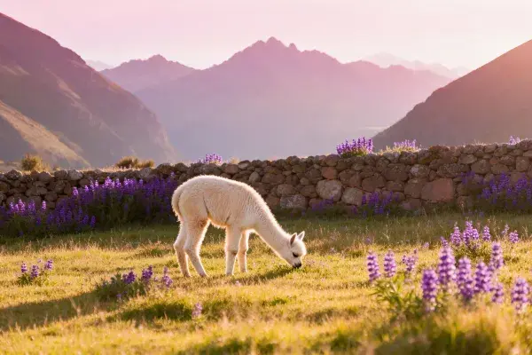 美洲驼于山间花地觅食