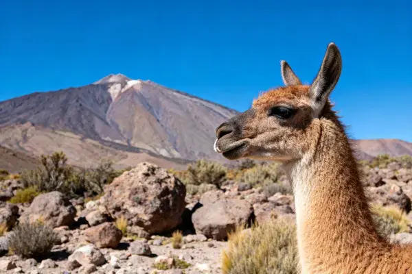 阳光下原驼于火山地貌前的特写镜头