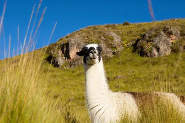 羊驼凝视镜头于草地岩石间