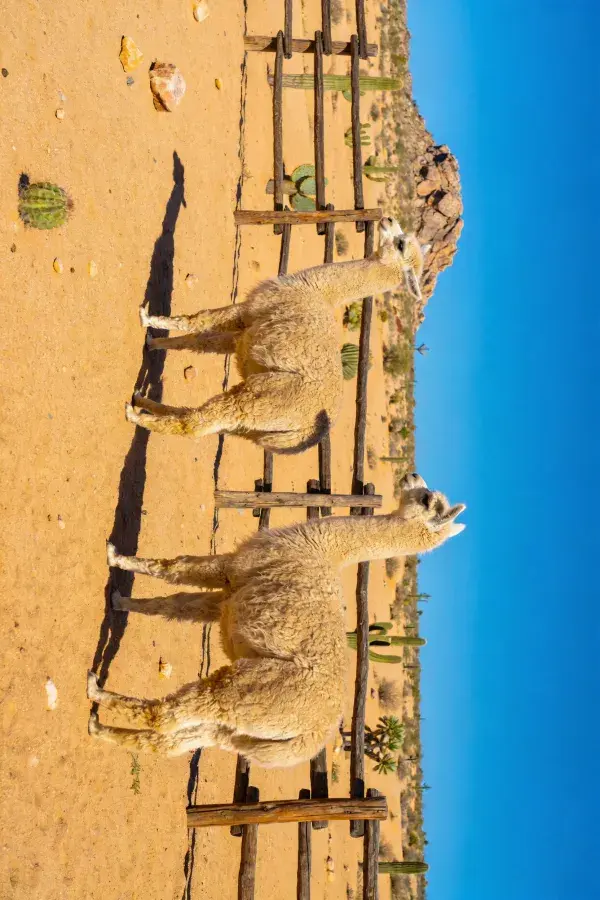 沙漠围栏边双只羊驼特写场景