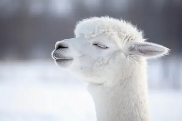 雪地中闭眼的白羊驼特写