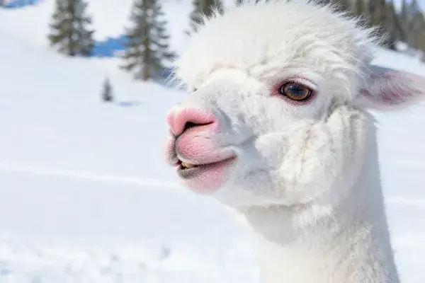 好奇凝视雪地中的羊驼