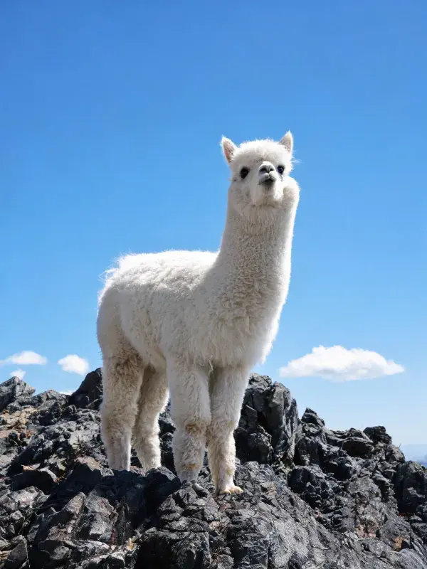 岩石山地上站立的白羊驼幼崽