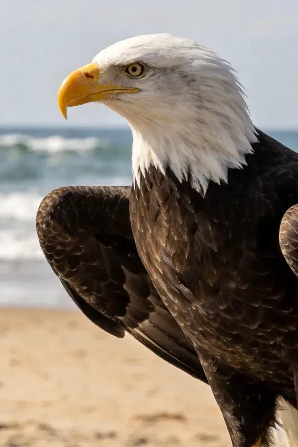 海滩上的白头海雕姿态