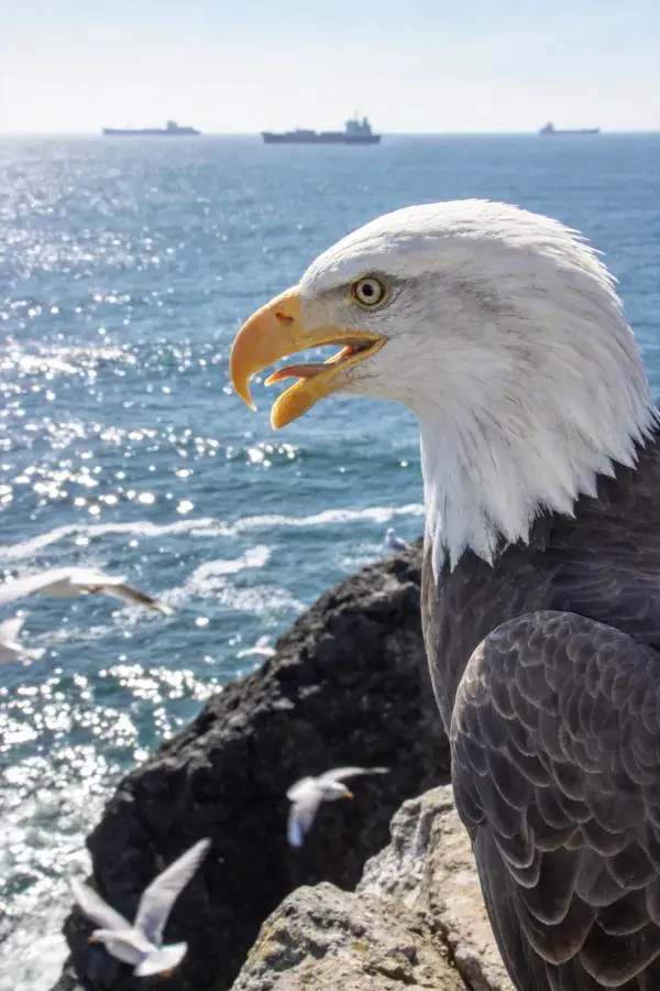 海岸岩石上的白头海雕特写