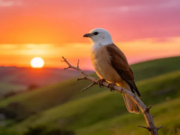 白头织布鸟栖息于枯枝上