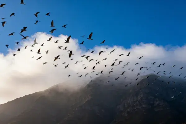 山地云雾间野生水禽群飞景象