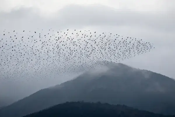 雾中山间飞行的候鸟群