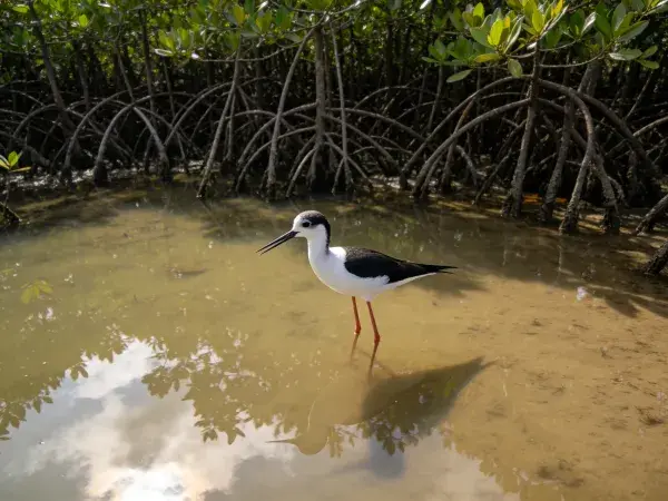 浅滩湿地中的黑翅长脚鹬