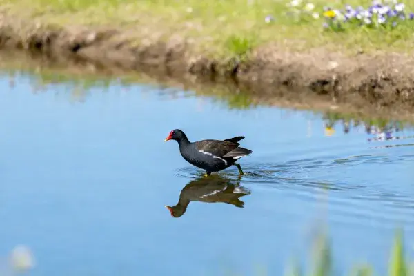 黑水鸡涉水于浅滩水域