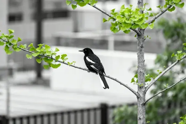 黑白喜鹊停栖于银杏嫩枝