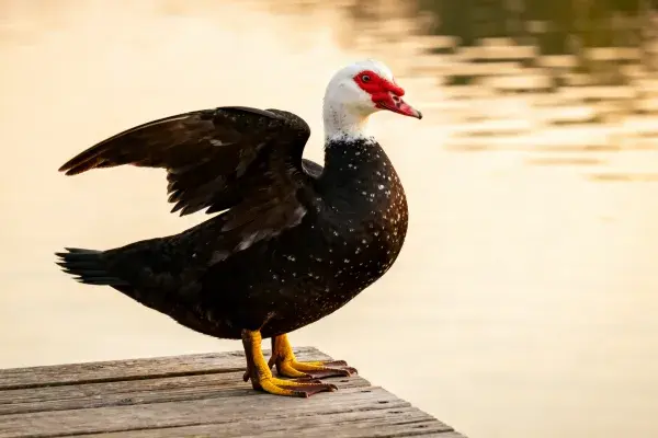 麝香鸭木质平台栖息特写