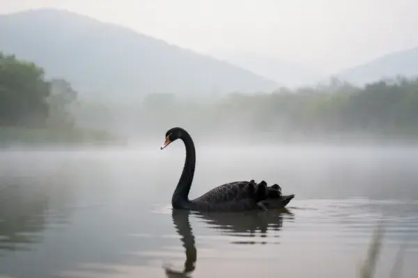 雾中湖面黑天鹅游弋景象