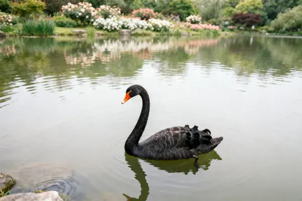 湖面中黑天鹅游弋景象