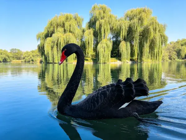 黑天鹅与湖畔柳影景观