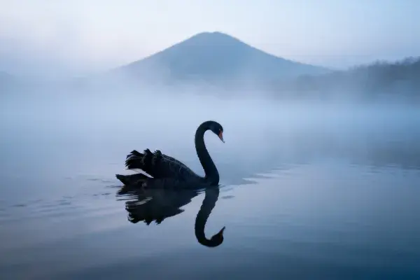 雾中湖面黑天鹅游弋特写