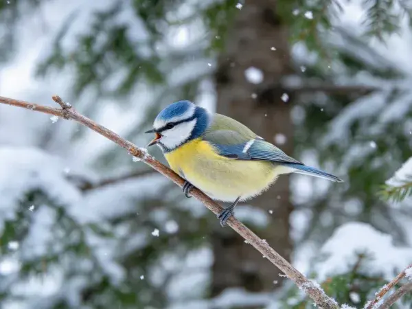 蓝冠山雀栖息于雪枝之上