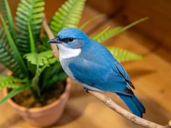 蓝喉彩鹀栖息于室内枝桠处