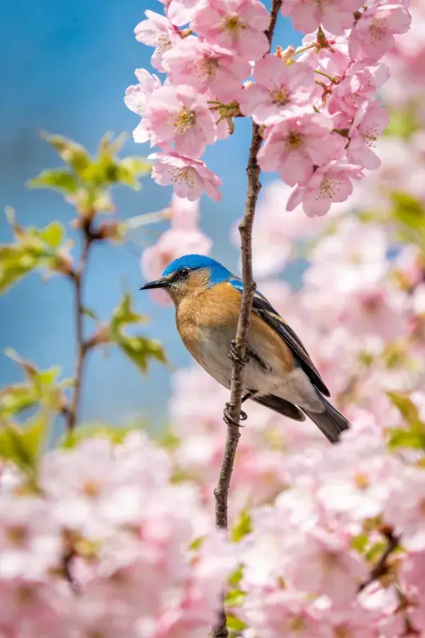 蓝头蓝雀栖息樱花枝特写