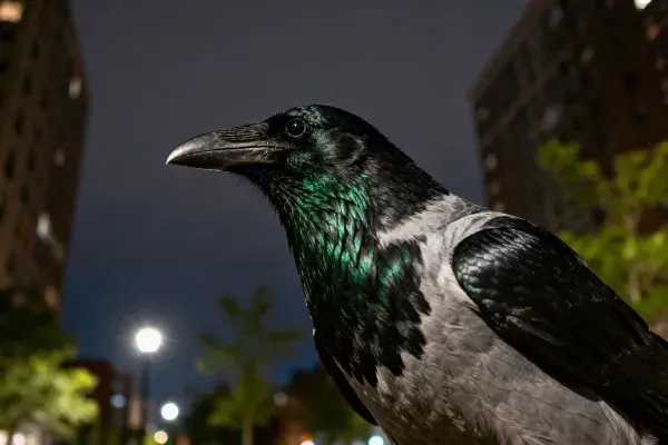 夜晚都市中带金属光泽的乌鸦