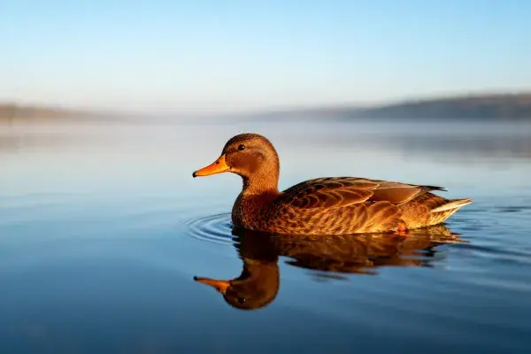 湖面浮游的褐家鸭生态瞬间
