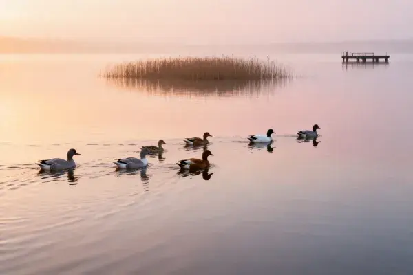 湖面浮游的褐家鸭群与晨雾码头景观