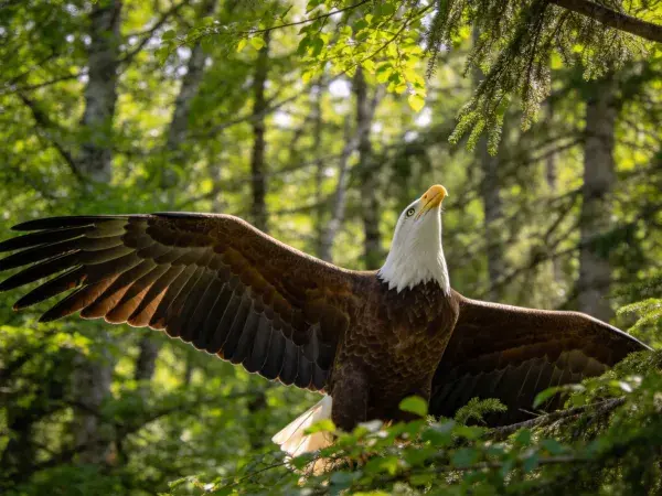 森林中振翅的白头海雕