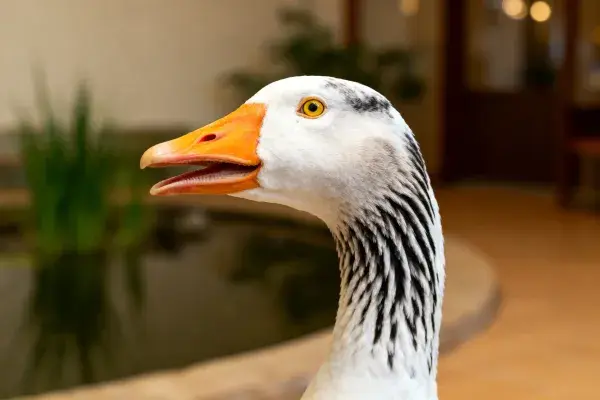 室内水池边的斑颈家鹅特写