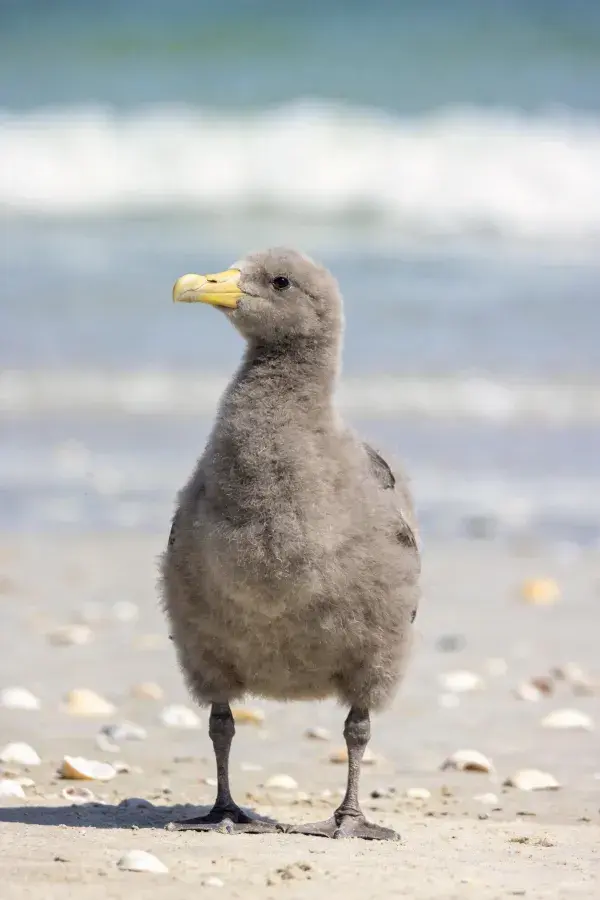 海滩上的海燕幼鸟特写镜头