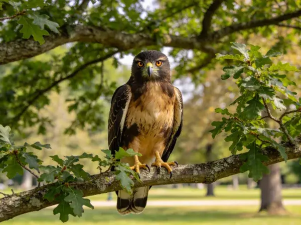 红肩鹰栖息于橡树枝桠特写