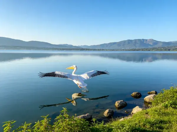 鹈鹕低空掠过湖面瞬间