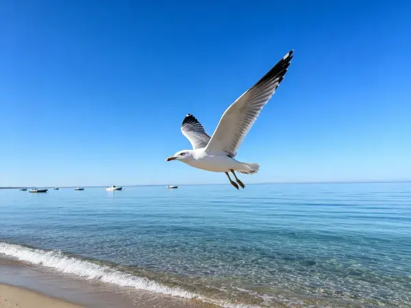 海滩上飞翔的银鸥特写