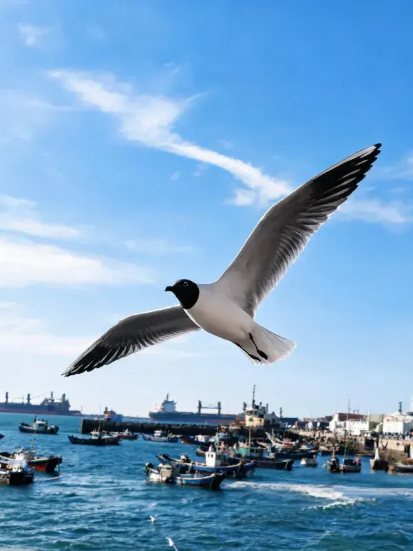 青年码头空中的黑头鸥飞行图