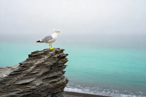 海鸥栖息于层叠岩石旁的海滨雾景