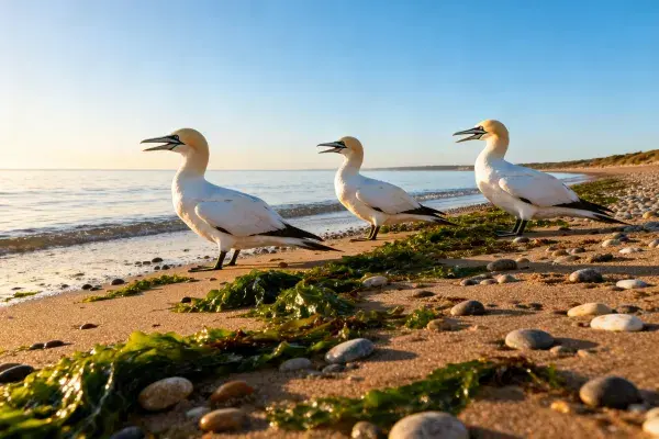沙滩浅滩上的塘鹅栖息景象