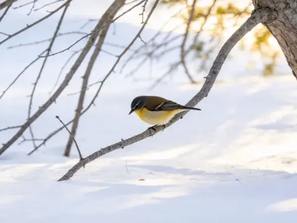 雪地枯枝上的黄腹山雀栖息状态