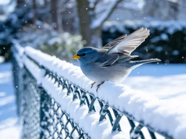 雪地围栏上的雪雀栖息景象