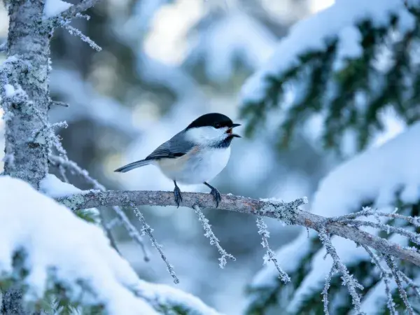 黑顶山雀栖息于雪覆枝桠