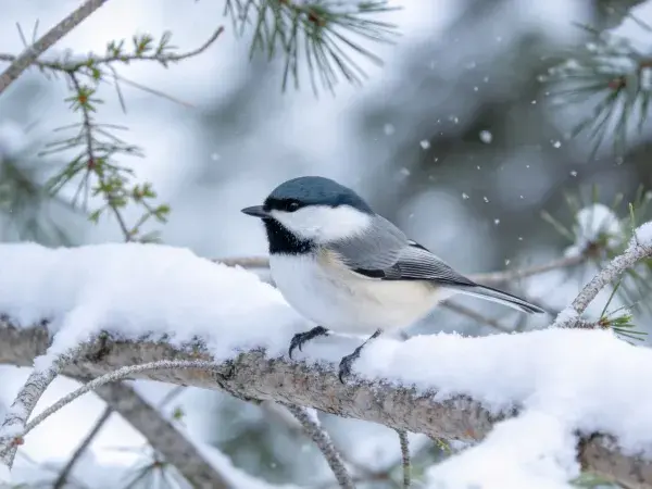 雪地枝桠上的黑顶山雀栖息状态