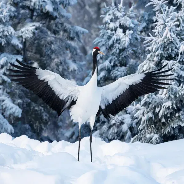 雪地中丹顶鹤展翅姿态